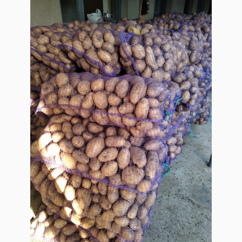 Фото 3. Продам домашню картоплю лімонка