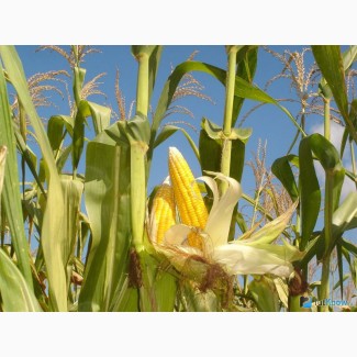 Семена кукурузы Манифик