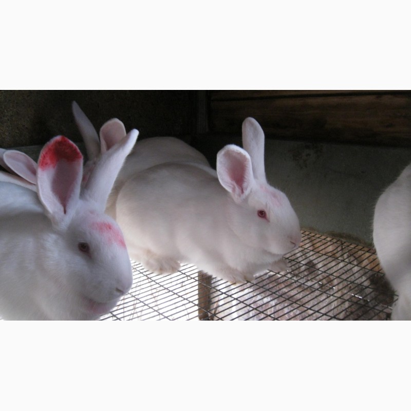 Фото 2. Кролики пород Белый паннон и Серебристый