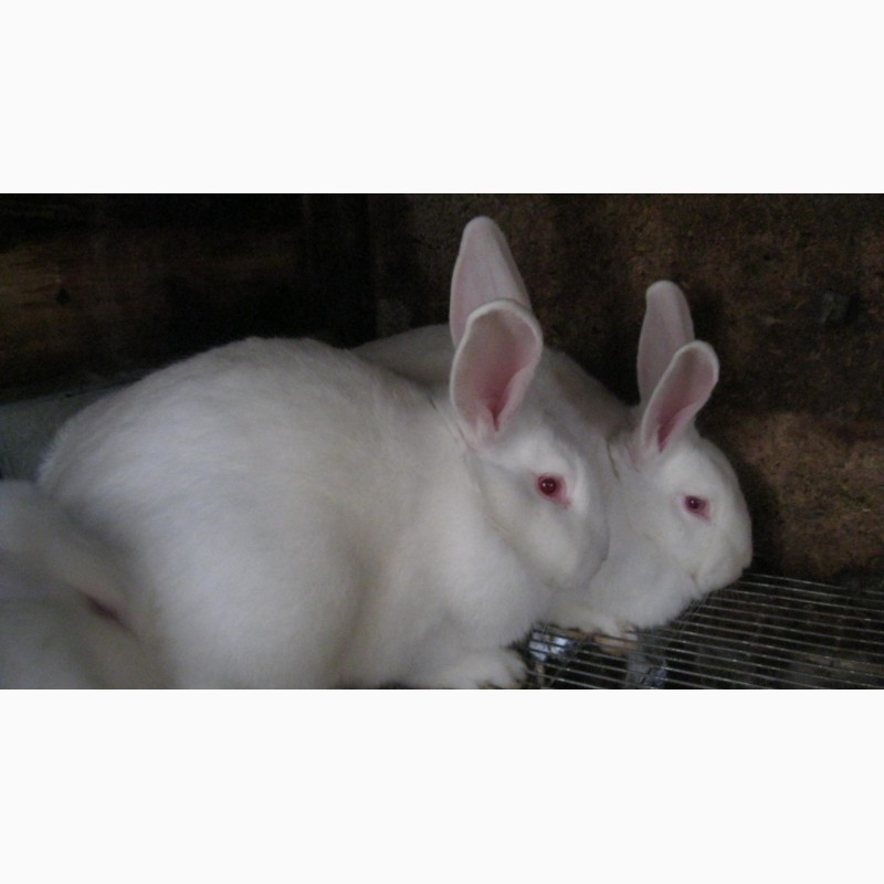 Фото 3. Кролики пород Белый паннон и Серебристый