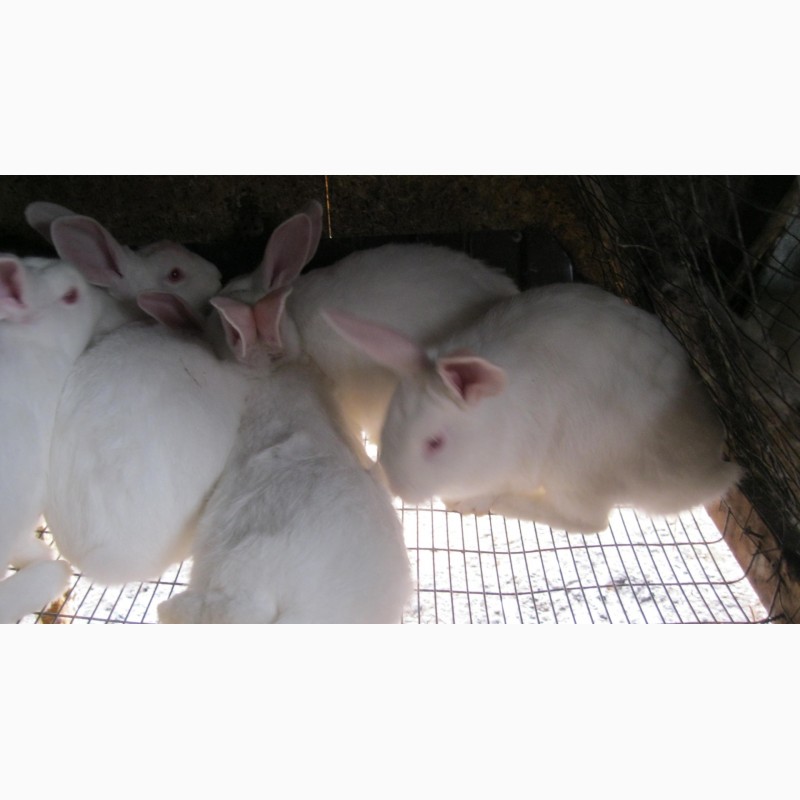 Фото 5. Кролики пород Белый паннон и Серебристый