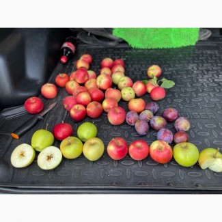 Продам яблоки от производителя несколько сортов с 10 тонн