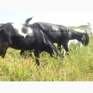 Продам пару - мать и дочь - черных нубийских коз с доставкой