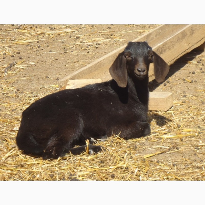 Фото 2. Продам пару - мать и дочь - черных нубийских коз с доставкой