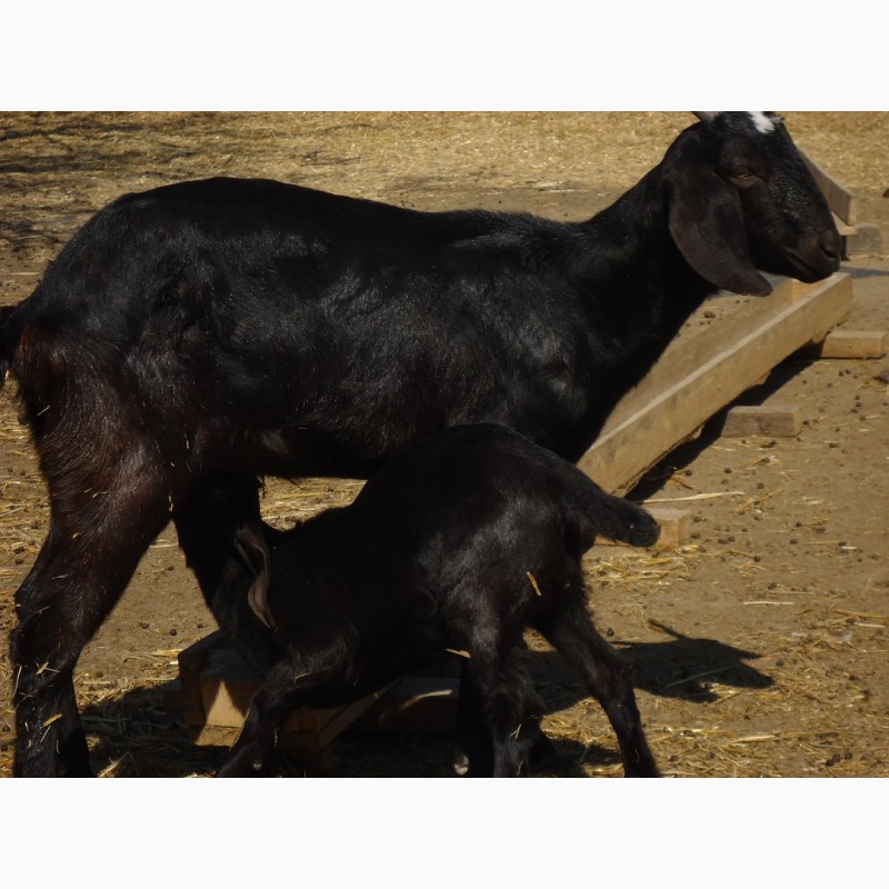 Фото 3. Продам пару - мать и дочь - черных нубийских коз с доставкой