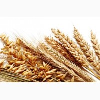 Закупляємо висівки пухнасті пшеничні. житні, зерновідходи. Високі ціни