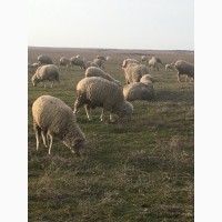 Продам овец Породы Меринос