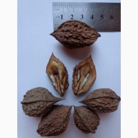 Семена Орех маньчжурский 1шт – 3грн