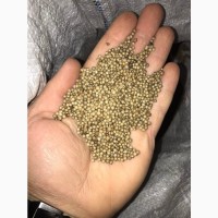 Семена кориандра продам