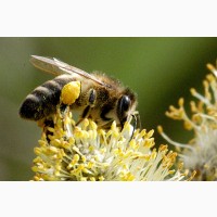 Продам пчелосемьи 1200грн
