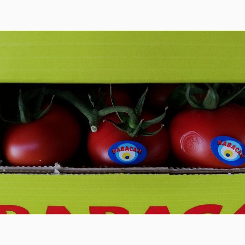 Продам/ помидоры грунтовые Вывоз из а — Agro-Ukraine