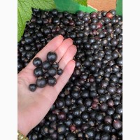 Продам ягоды черной и красной смородины опт 2020