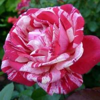 Саженцы штамбовых роз из питомника 450гр
