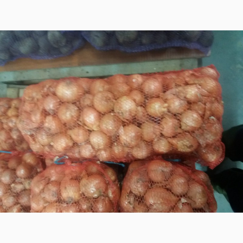 Фото 4. Продам картоплю насінневу, цибулю, капусту