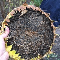Пропоную посівний матеріал соняшника під Євро-лайтнінг