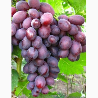 Cаженцы винограда