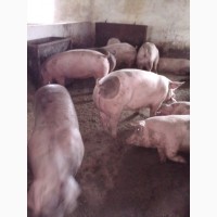 Предприятия продаёт 50-100 голов в неделю свиней