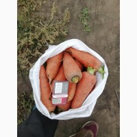 Морковь крупная на морковчу Абако
