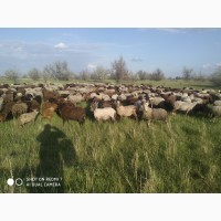 Продам отару овець