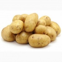 Товарна картопля гуртом у Луцьку
