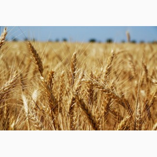 Насіння Пшениці озимої ФЕЛІКС
