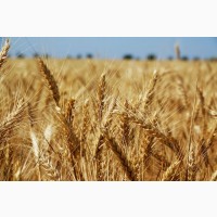 Насіння Пшениці озимої ФЕЛІКС