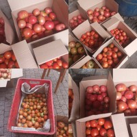 Продам томати, Бобкат, Ляна Рожева, Дари Заволжья