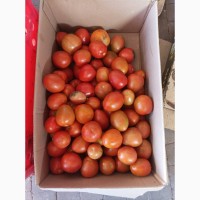 Продам томати, Бобкат, Ляна Рожева, Дари Заволжья