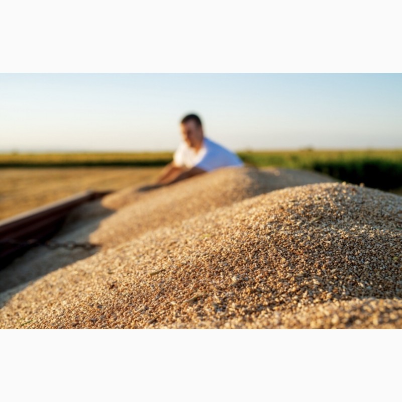 Фото 2. Пшениця і Кукурудза фураж