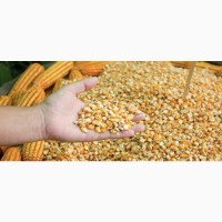 Пшениця і Кукурудза фураж