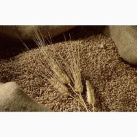 Пшениця і Кукурудза фураж