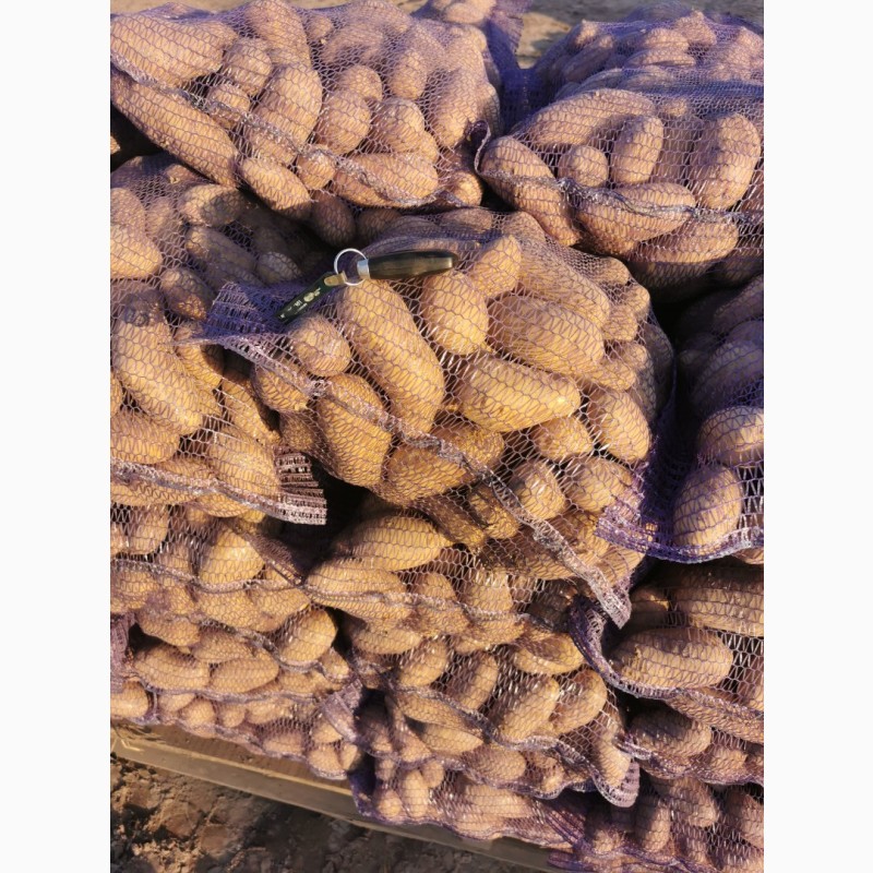 Фото 12. Продам товорну картоплю, сорт, Гранада, Кубанка