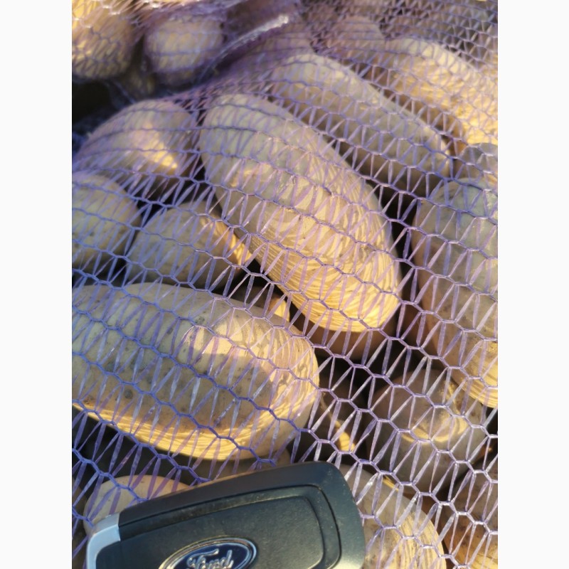 Фото 14. Продам товорну картоплю, сорт, Гранада, Кубанка