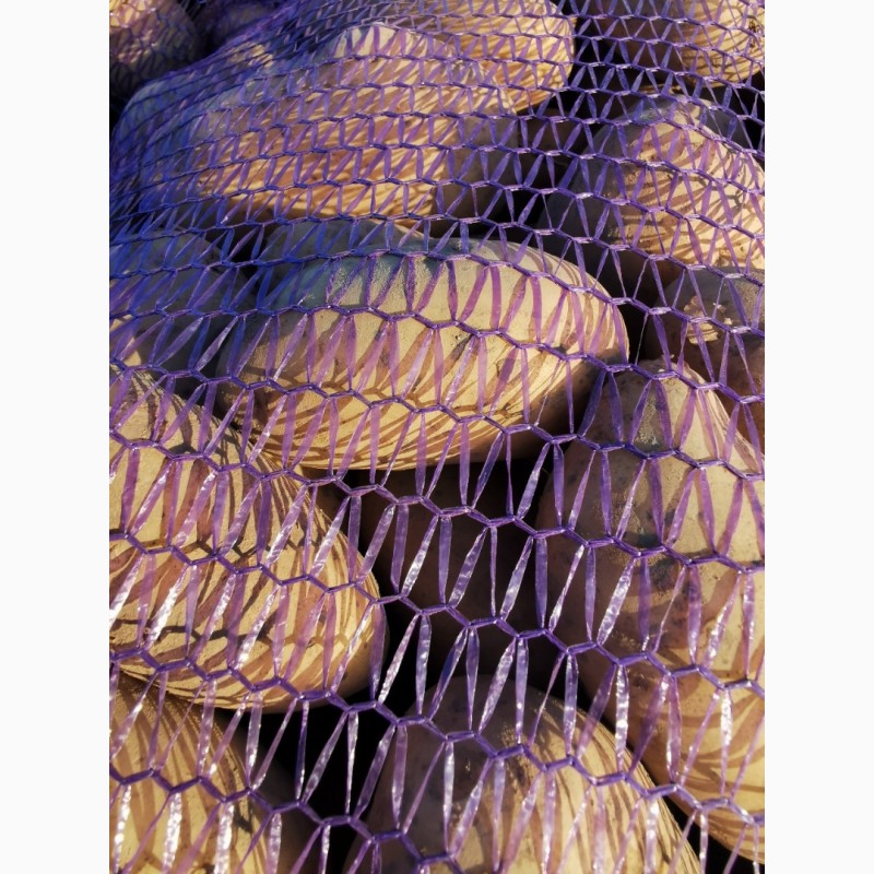 Фото 5. Продам товорну картоплю, сорт, Гранада, Кубанка