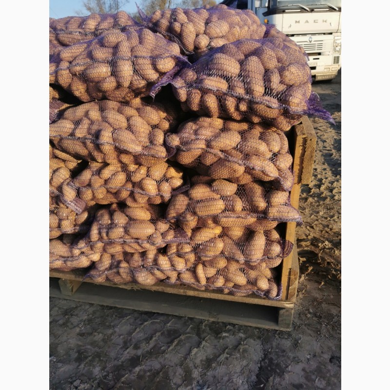 Фото 6. Продам товорну картоплю, сорт, Гранада, Кубанка