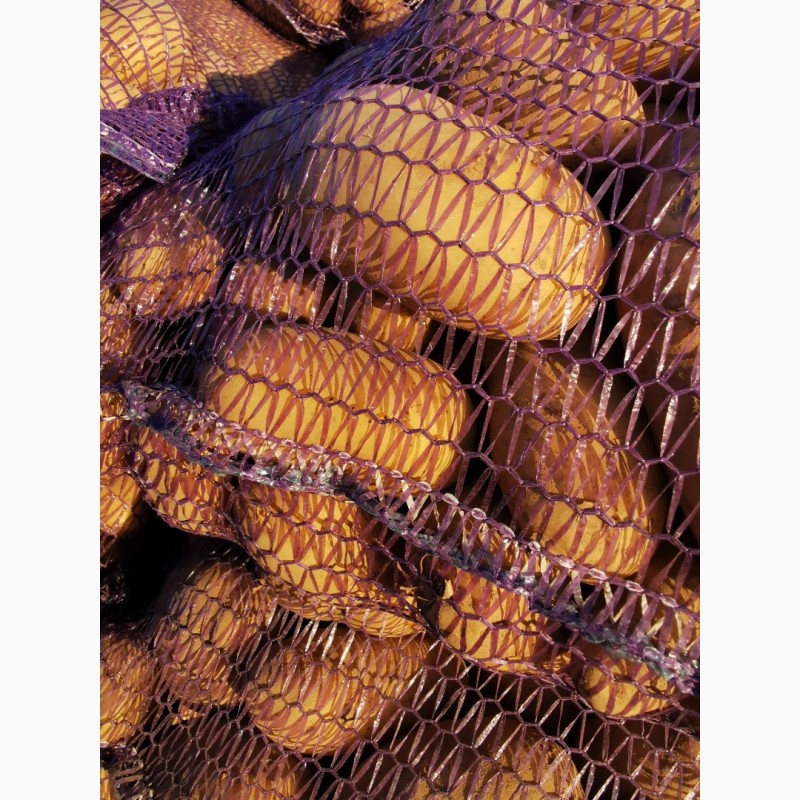 Фото 7. Продам товорну картоплю, сорт, Гранада, Кубанка