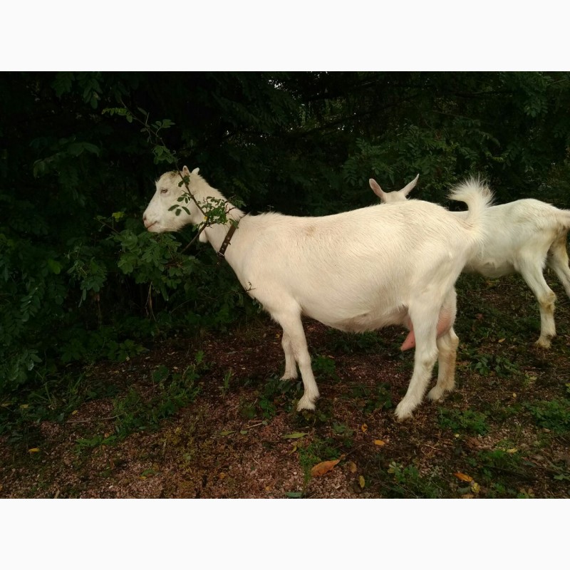 Фото 3. Продам коз породы ламанча и альпийская