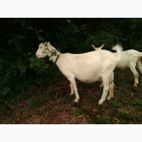 Продам коз породы ламанча и альпийская
