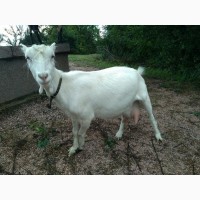 Продам коз породы ламанча и альпийская