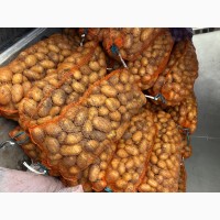 Продам товарний картофель від виробника, сорт «Гренада», «Колет», «Журавинка»