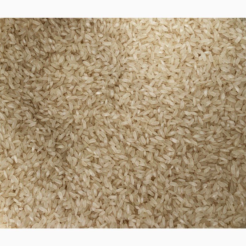 Рис камоліно (ОПТ від 500 кг, ціна за 1 кг)