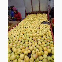 Продам відмінної якості яблука
