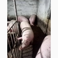 Продам свиней живою вагою +-180 кг