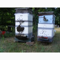 Продам бджолопакети породи Карніка, матки F1., в кількості 40 шт. Ціна 1400грн