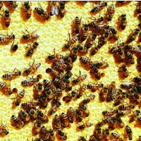 Продам бджолопакети! українська степова бджола 3+1р. 4 р.р. Безсотові пакети