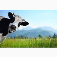 Продам корів(4-5 років) живою вагою. Ціна договірна