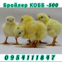 Бройлер КОББ -500 Росс -308