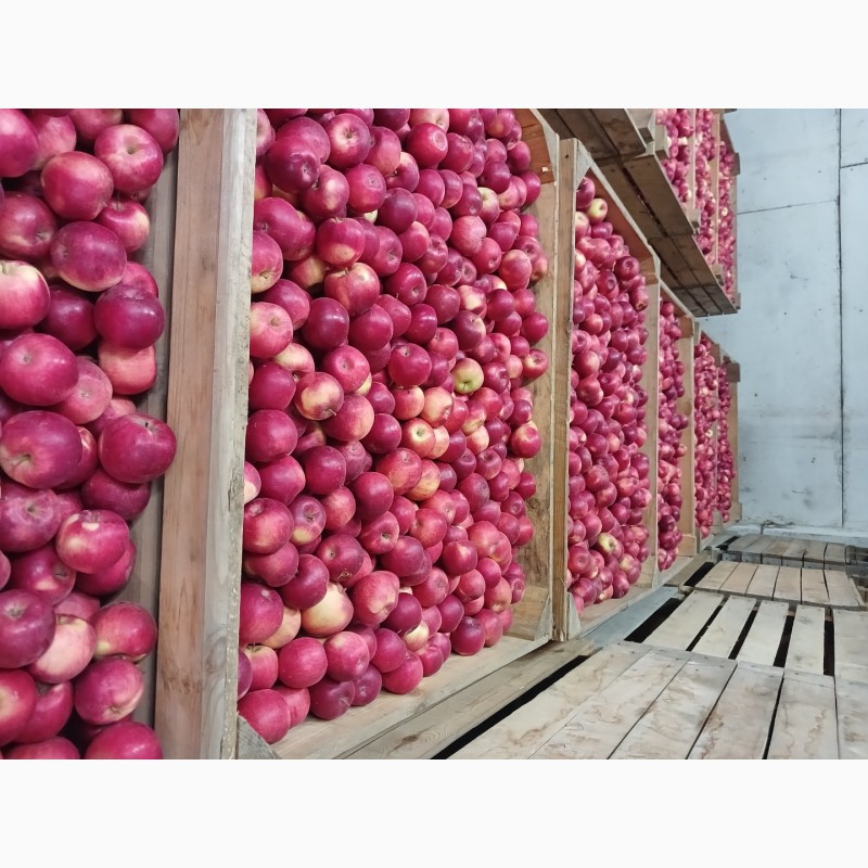 Фото 4. Продам яблука з холодильника АЙДАРЕД