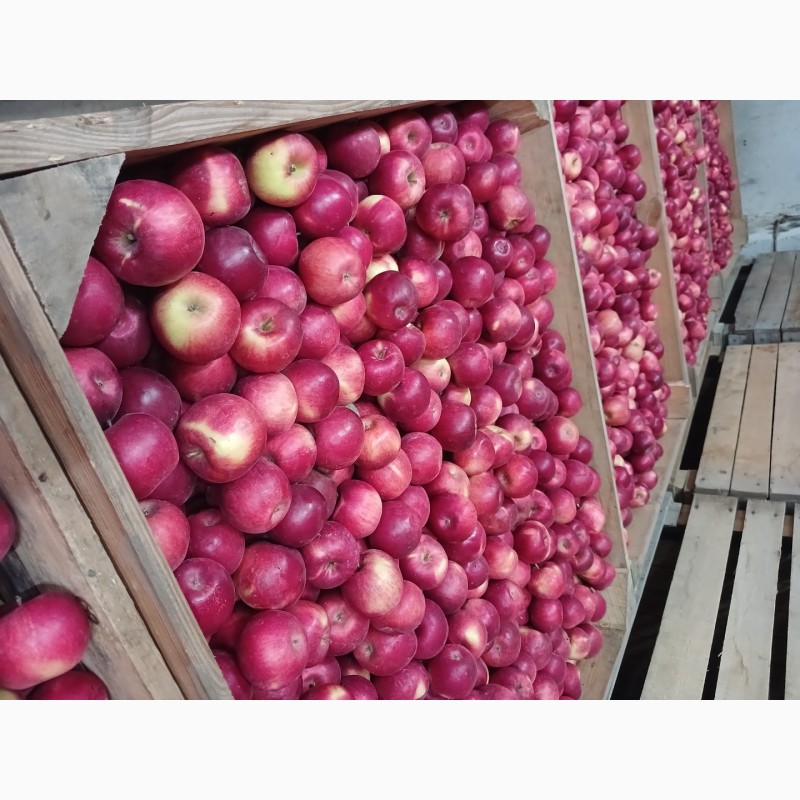Фото 5. Продам яблука з холодильника АЙДАРЕД