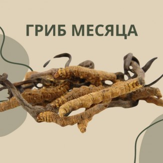 Кордицепс військовий. Cordyceps militaryaris. гриб довголіття